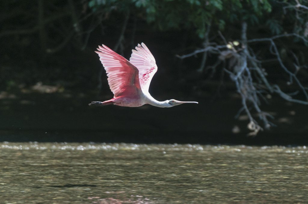 Detail of Roseate Spoonbill (Platalea ajaja) by Anonymous