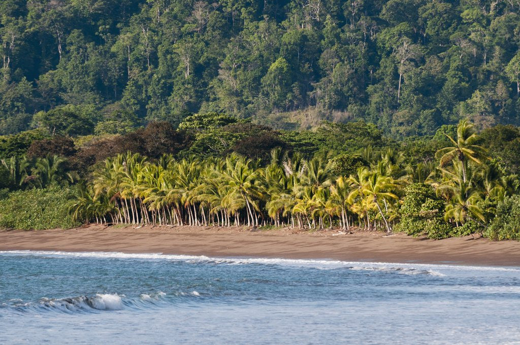 Detail of Osa peninsula, Costa Rica. by Anonymous
