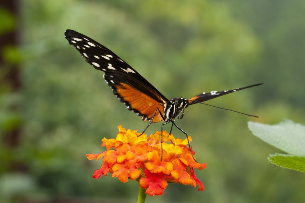 Detail of Tiger Longwing butterfly (Heliconius hecale zuleika) by Anonymous