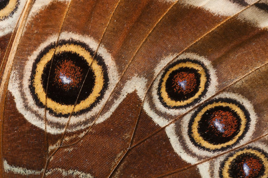 Detail of Ocelli of Peleides Blue Morpho (Morpho peleides limpida) by Anonymous