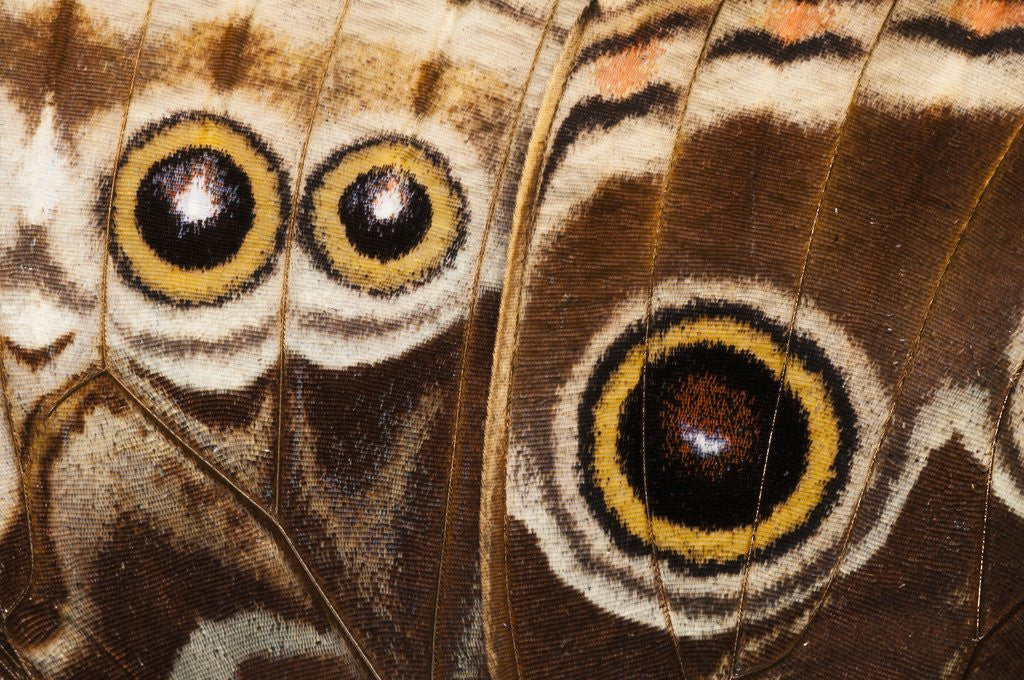 Detail of Ocelli of Peleides Blue Morpho (Morpho peleides limpida) by Anonymous