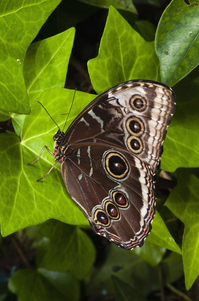 Detail of Peleides Blue Morpho (Morpho peleides limpida) by Anonymous