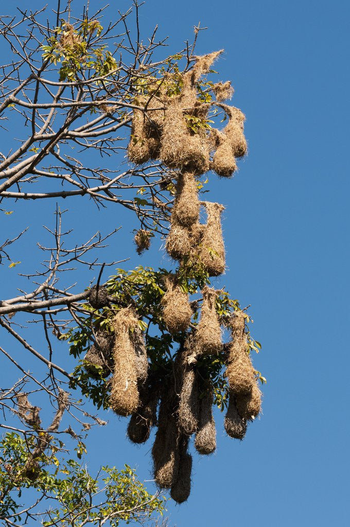 Detail of Oropendola nests hanging from tree by Anonymous