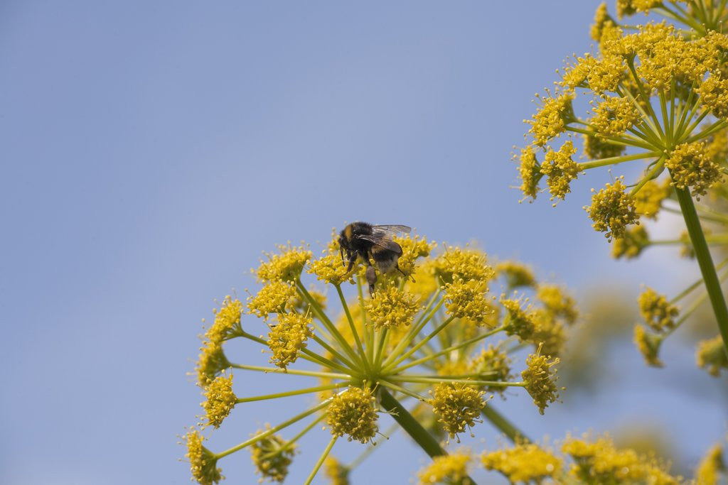 Detail of Bee on flower by Anonymous