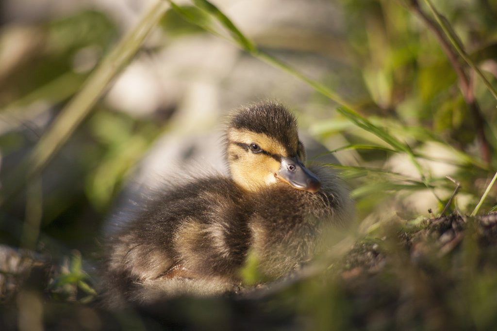 Detail of Duckling in undergrowth by Anonymous
