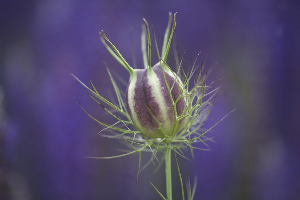 Detail of Nigella seedhead by Anonymous