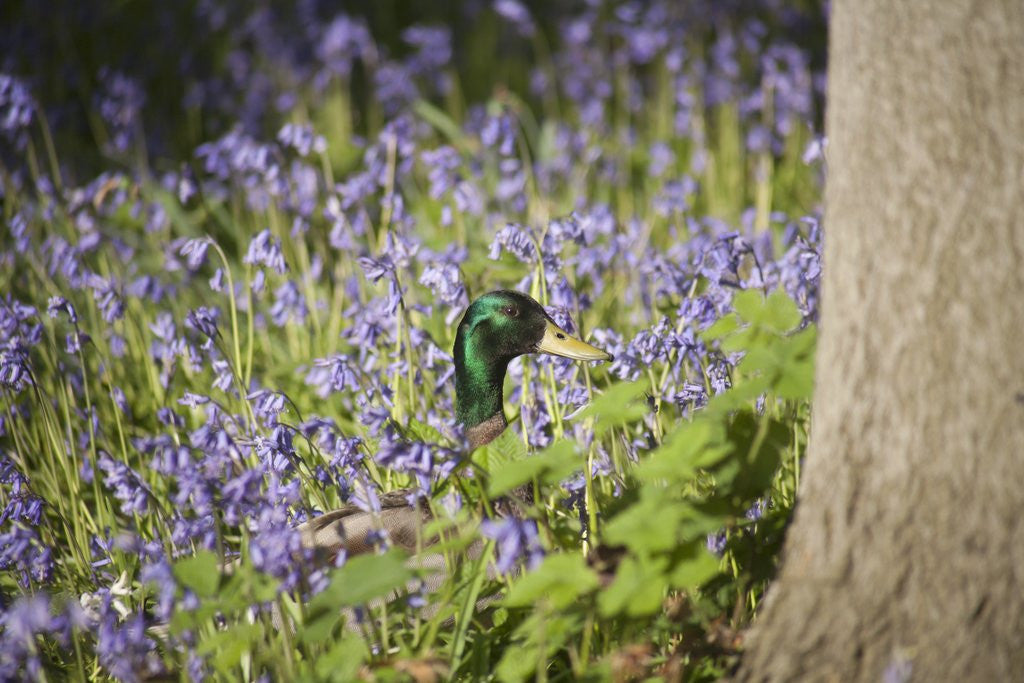 Detail of Duck in bluebells by Anonymous