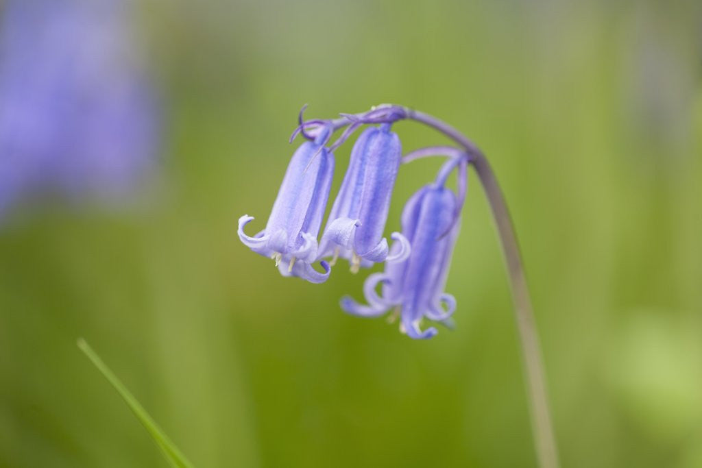 Detail of Bluebell by Anonymous
