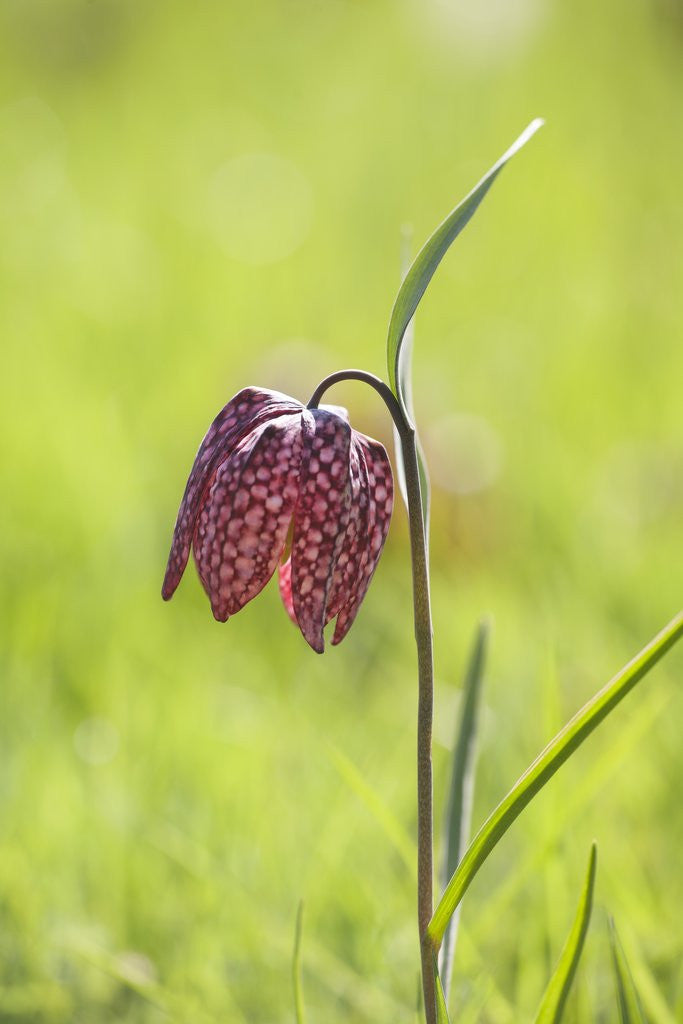 Detail of Snake's head fritillary by Anonymous