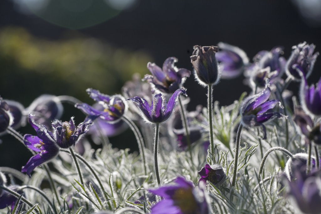 Detail of Backlit purple flowers by Anonymous