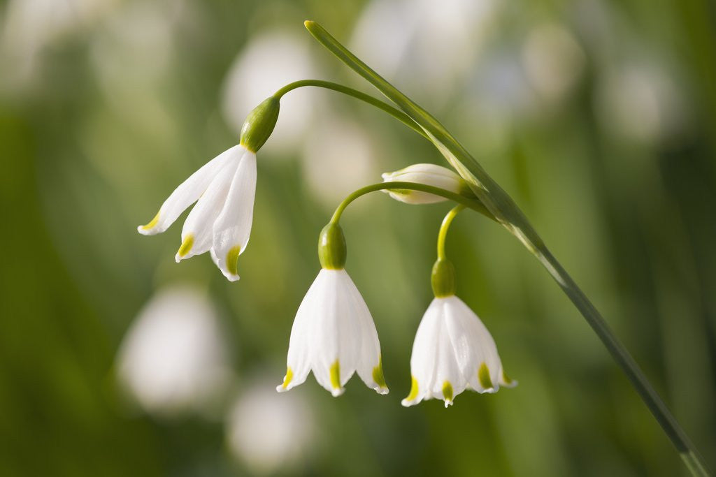 Detail of Three ,white, drooping flowers by Anonymous