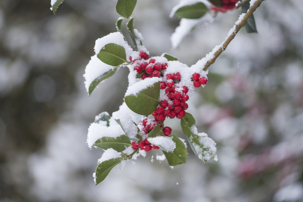 Detail of Red berries in the snow by Anonymous