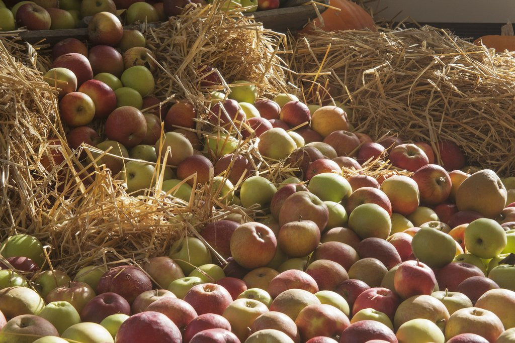 Detail of Apples in straw by Anonymous