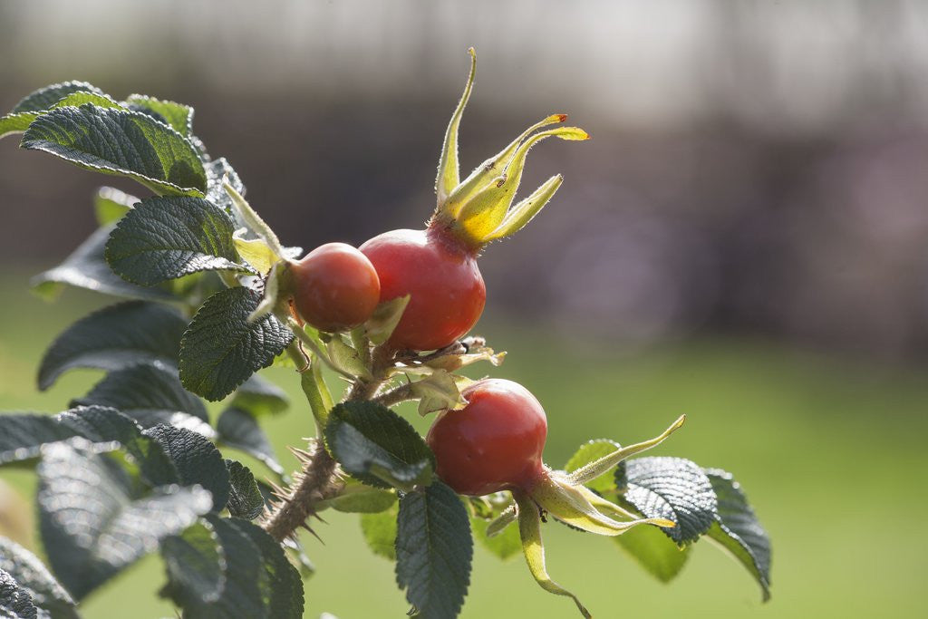 Detail of Rosehips by Anonymous