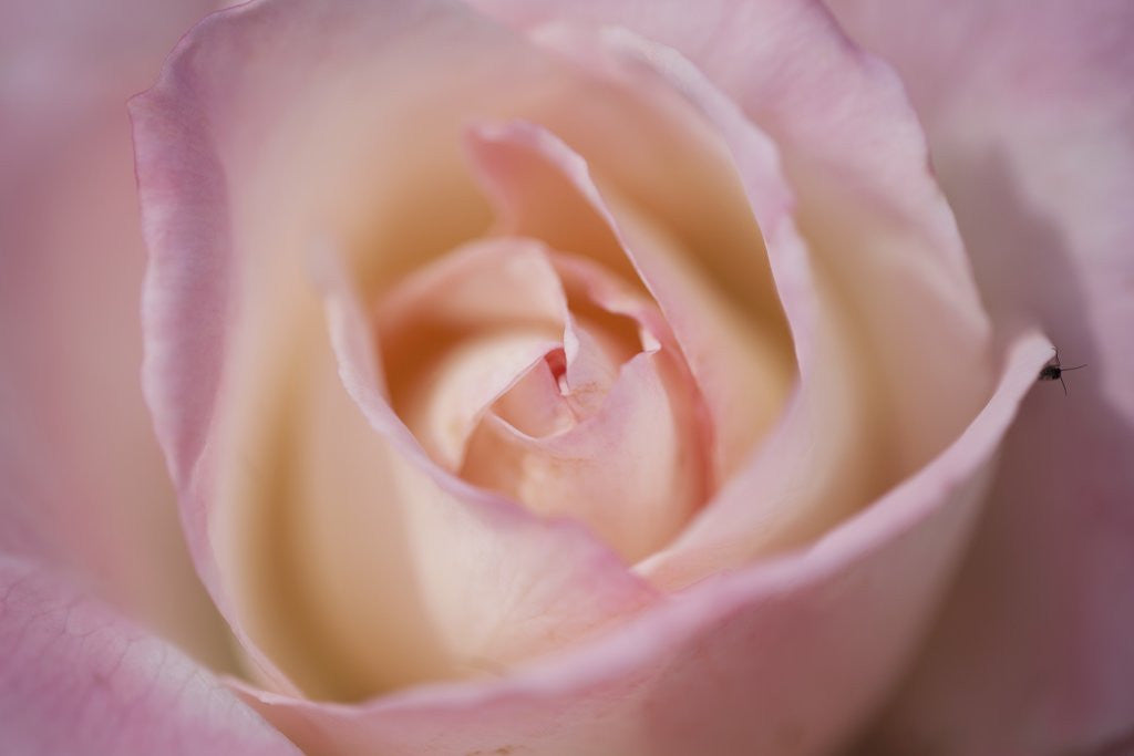 Detail of Pink rose by Anonymous