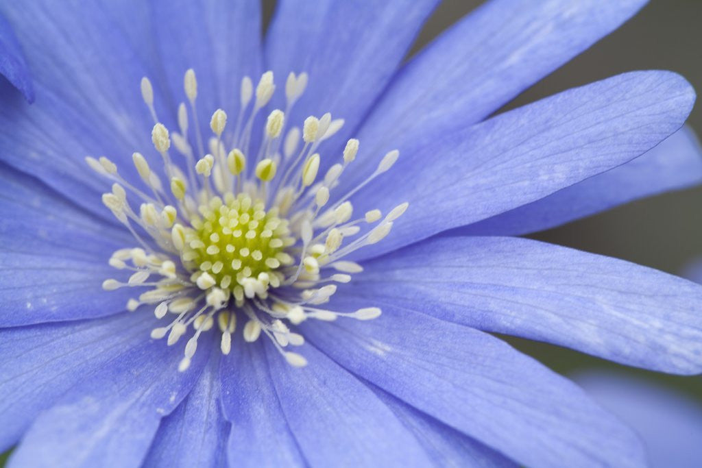 Detail of Blue daisy by Corbis