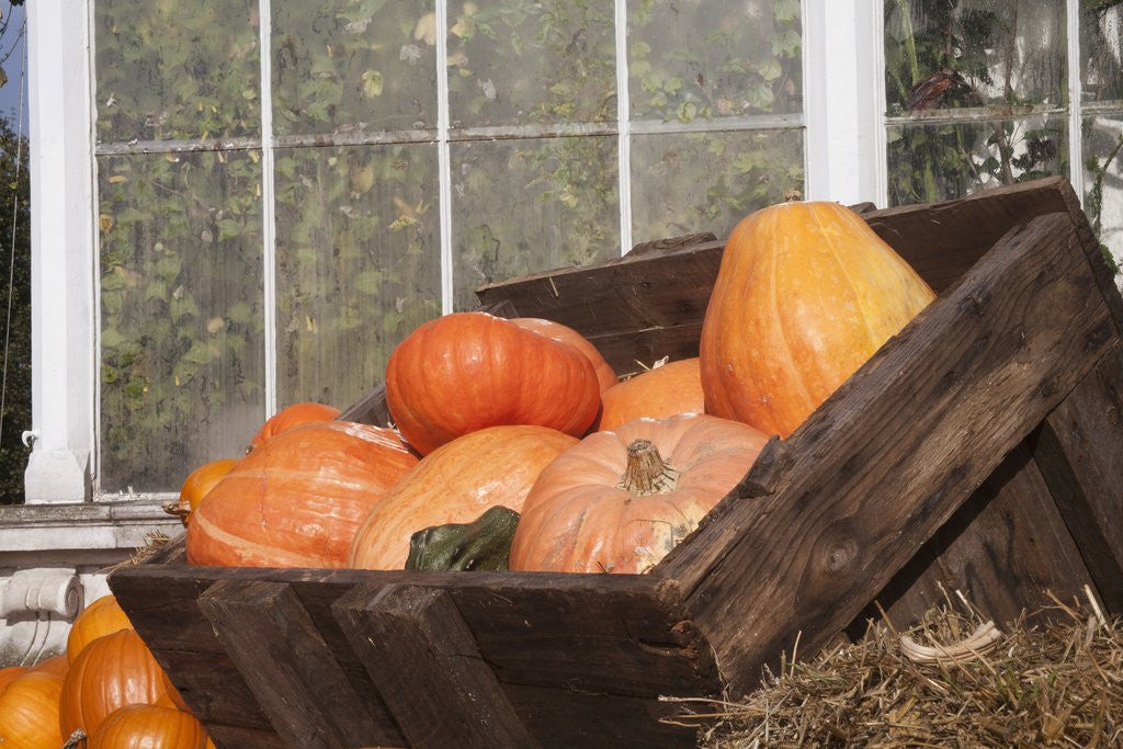 Detail of Pumpkins in a box by Anonymous