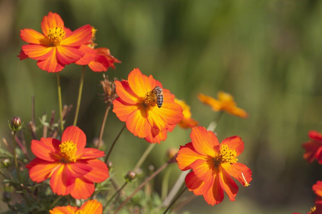 Detail of Orange flowers by Anonymous