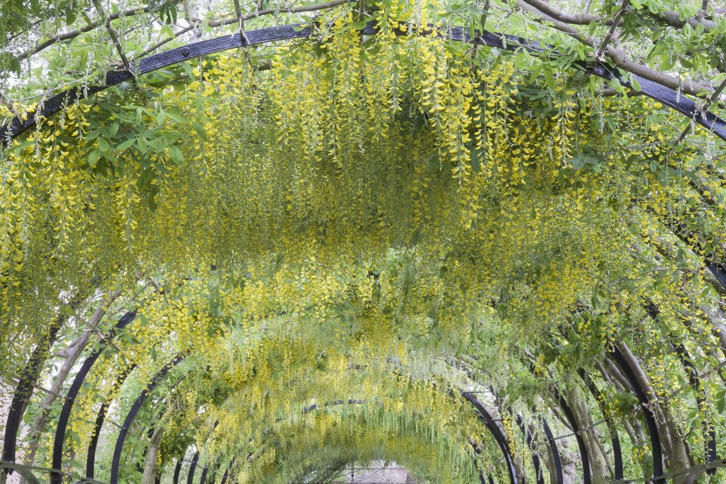 Detail of Laburnham tunnel by Anonymous