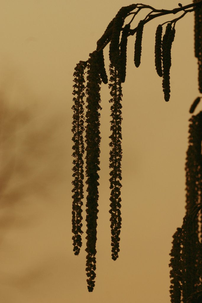Detail of Droopy catkins by Anonymous
