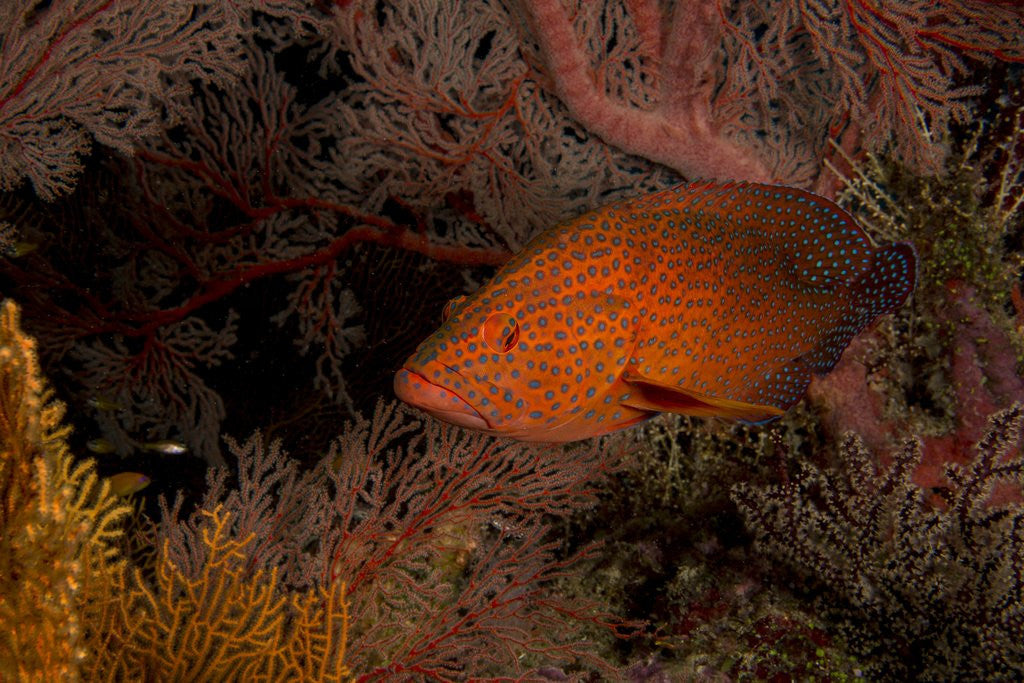 Detail of Coral grouper (Cephalopholis miniatus) by Anonymous