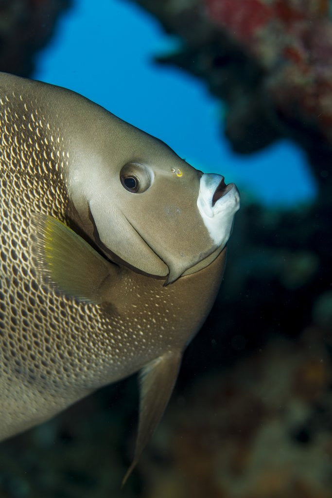 Detail of Gray angelfish (Pomacanthus arcuatus) by Anonymous