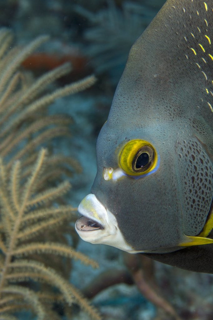 Detail of French angelfish (Pomacanthus paru). by Anonymous