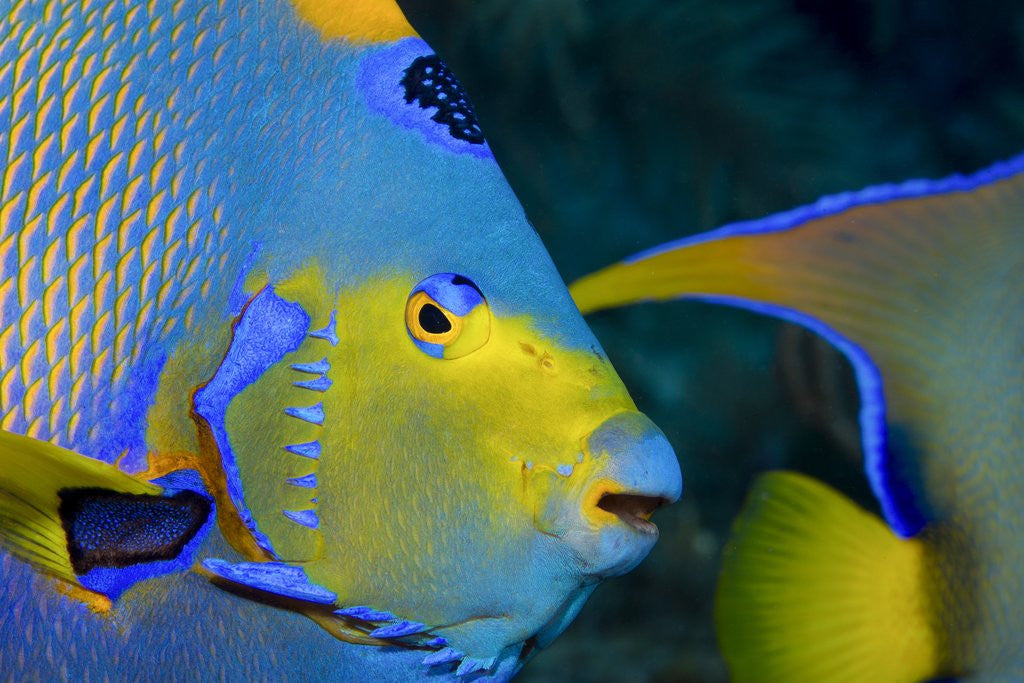 Detail of Queen angelfish (Holacanthus ciliaris) by Anonymous
