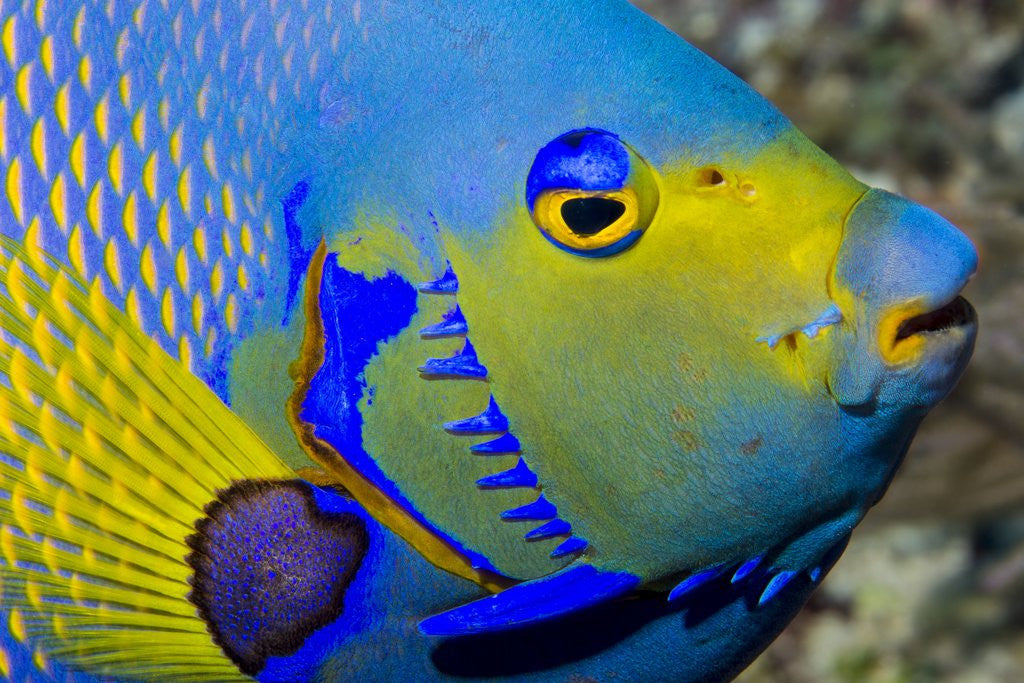 Detail of Queen angelfish (Holacanthus ciliaris) by Anonymous