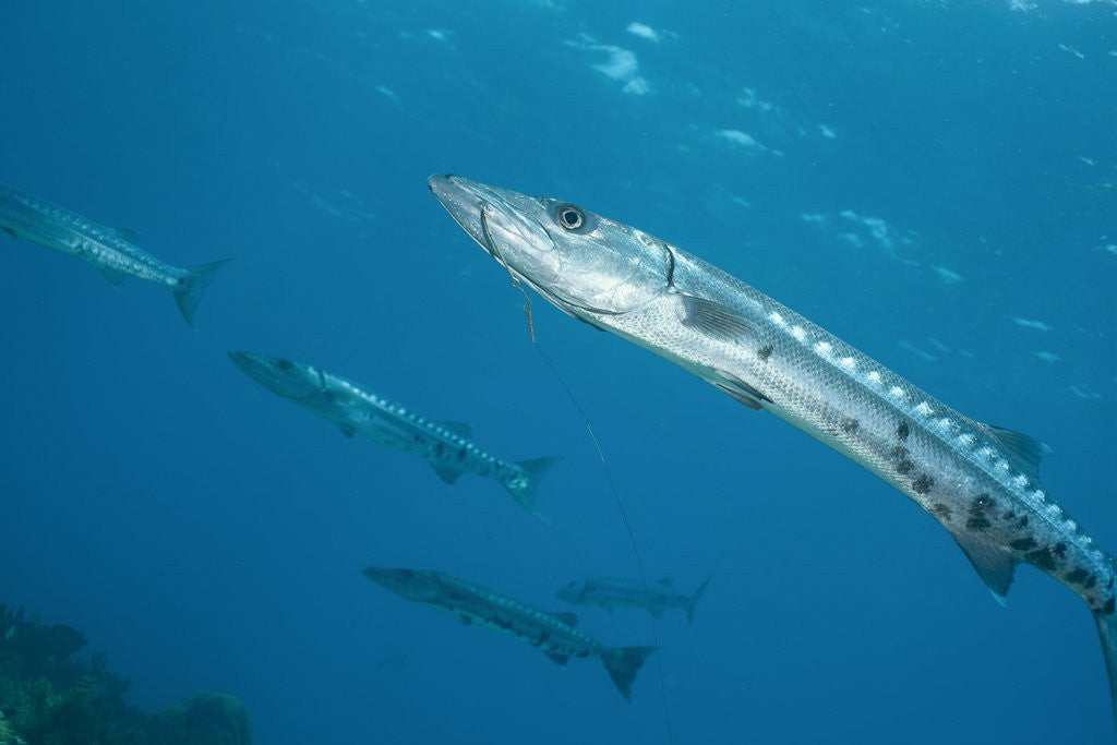 Detail of Great barracuda (Sphyraena barracuda) by Anonymous