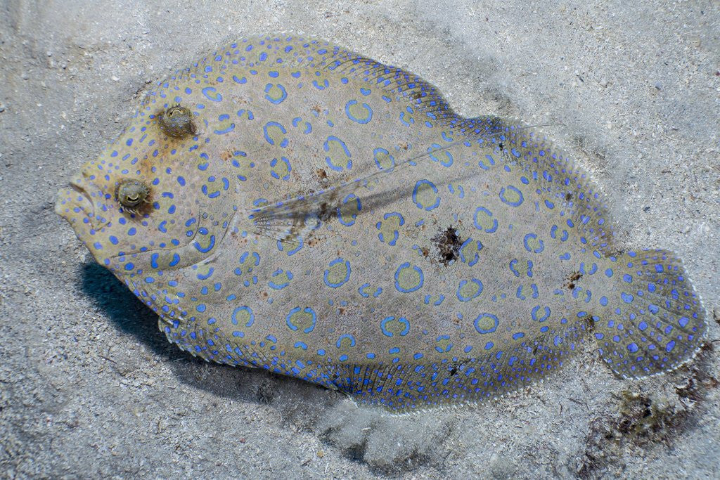Detail of Peacock flounder (Bothus mancus) by Anonymous