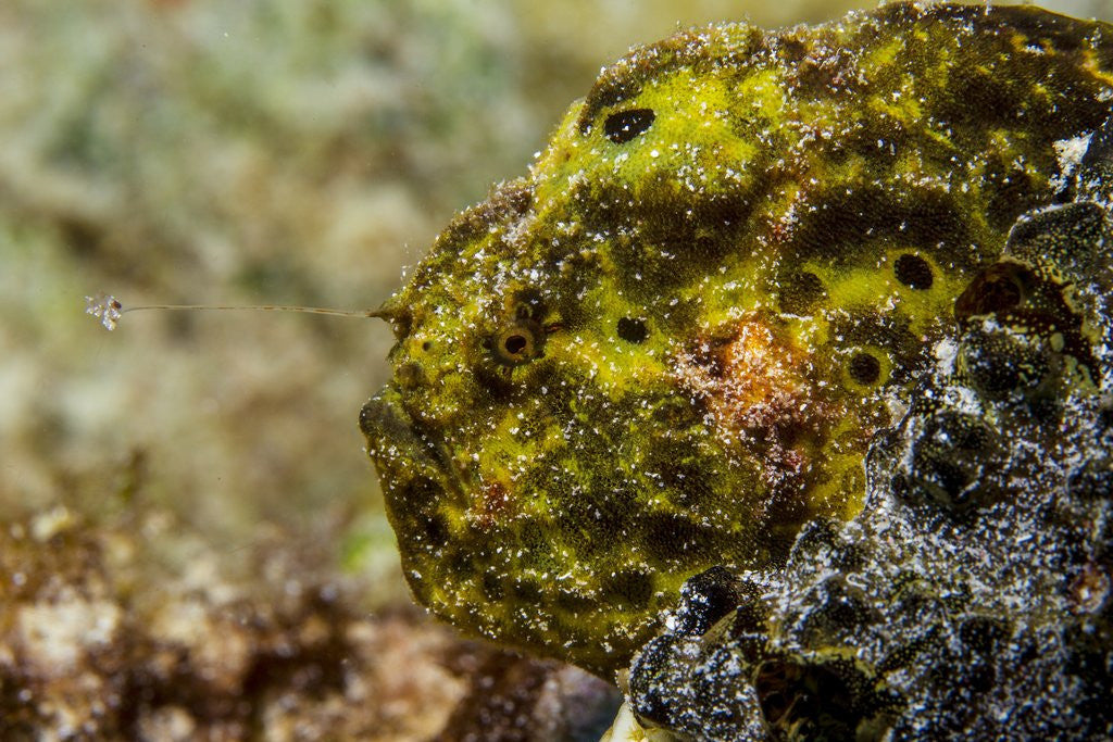 Detail of Longlure frogfish (Antennarius multiocellatus) by Anonymous