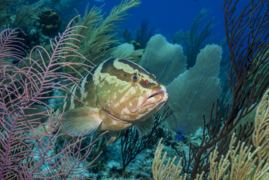 Detail of Nassau Grouper (Epinephelus striatus) by Anonymous