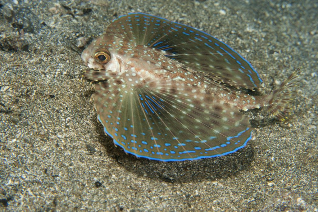 Detail of Flying gurnard (Dactylopterus volitans) by Corbis