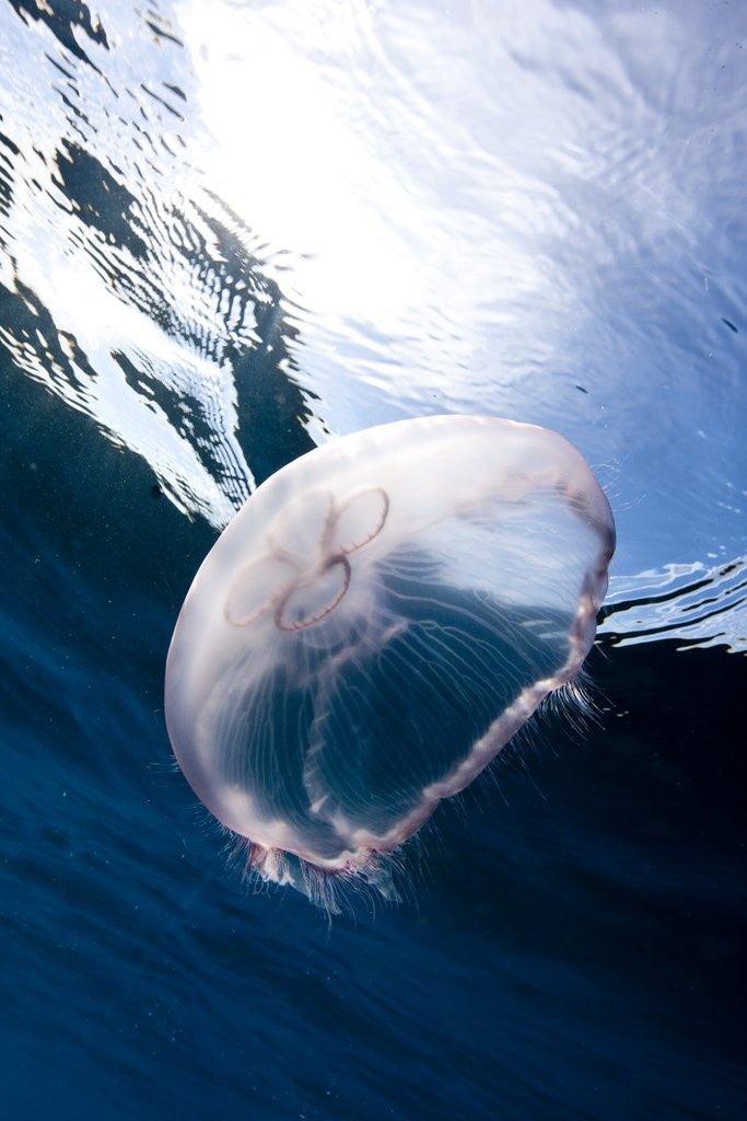 Detail of Moon jellyfish (Aurelia aurita). by Anonymous