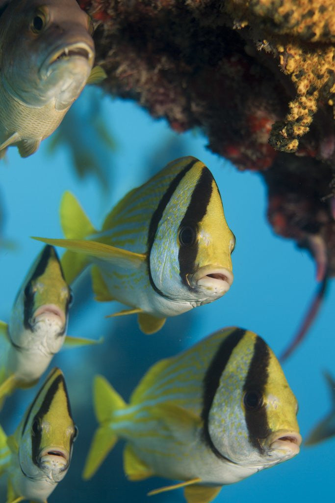 Detail of Porkfish (Anisotremus virginicus) by Anonymous