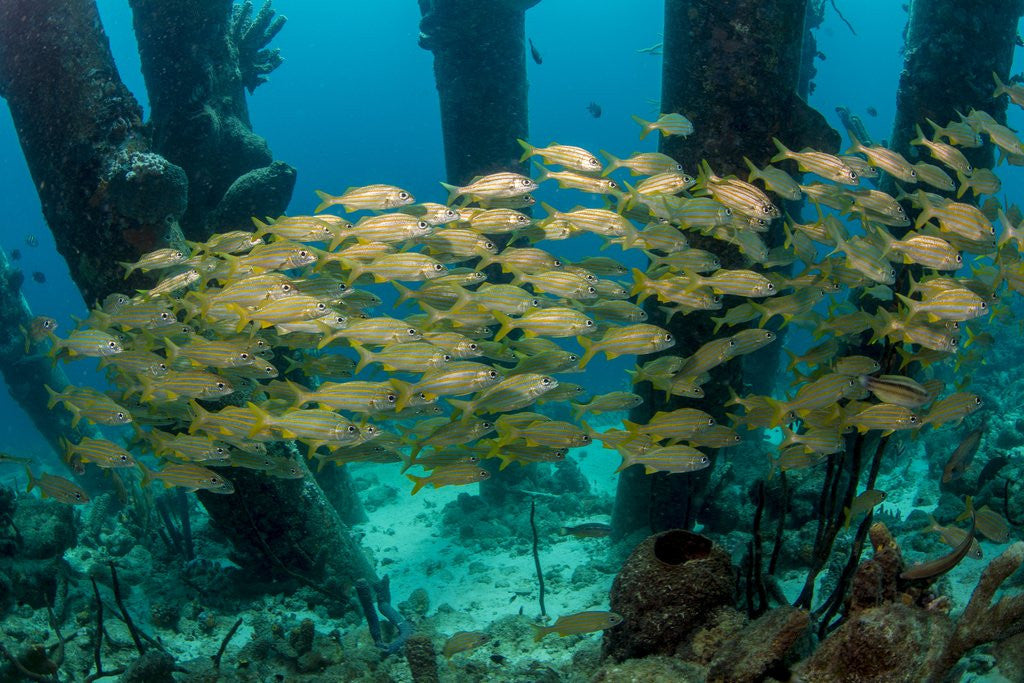 Detail of School of smallmouth grunt (Haemulon chrysargyreum). by Anonymous