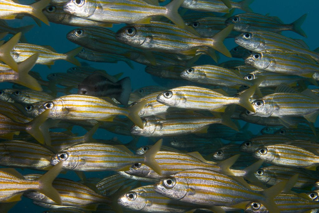 Detail of School of smallmouth grunt (Haemulon chrysargyreum). by Anonymous