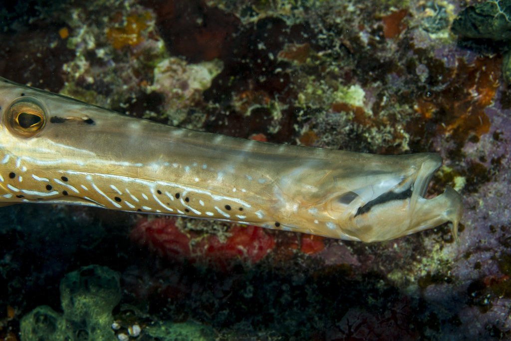 Detail of Face and mouth of Trumpetfish (Aulostomus maculatus) by Anonymous