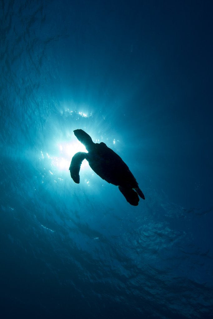 Detail of Hawksbill turtle (Eretmochelys imbricata) by Anonymous