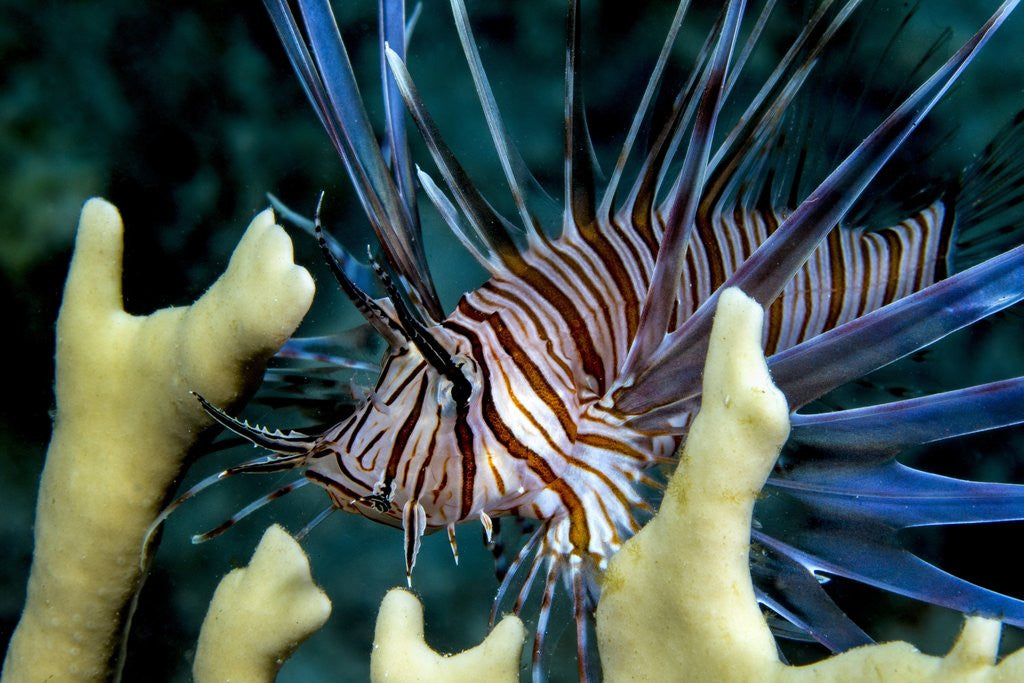 Detail of Pacific ocean species in Caribbean Sea by Anonymous