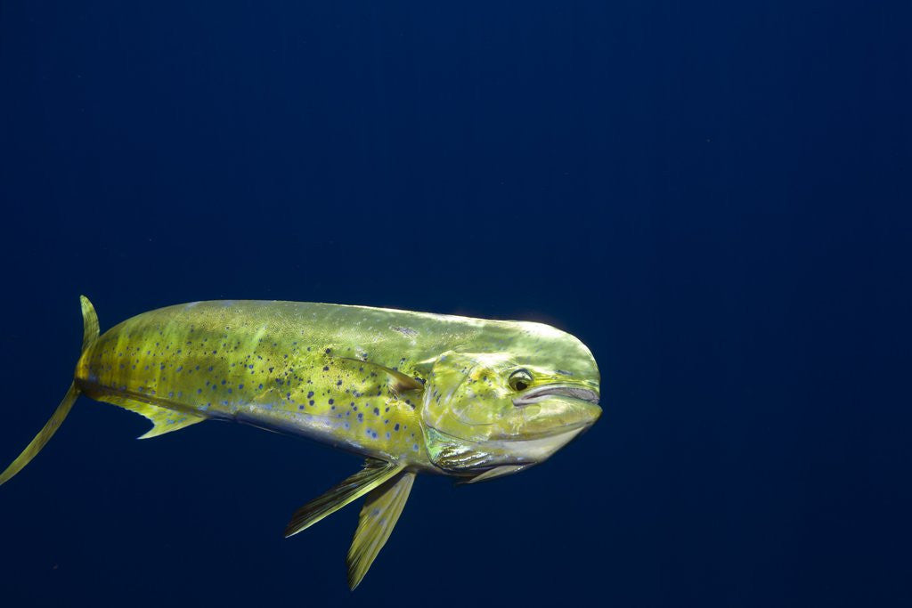 Detail of Bull Dolphin in open water by Anonymous