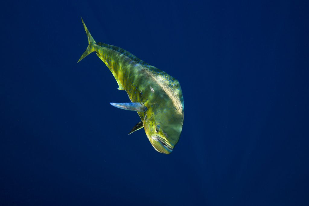 Detail of Female Dolphin in open water by Anonymous