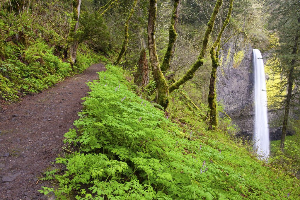 Detail of Spring Latourell Falls, Columbia River Gorge National Scenic Area, Oregon by Anonymous