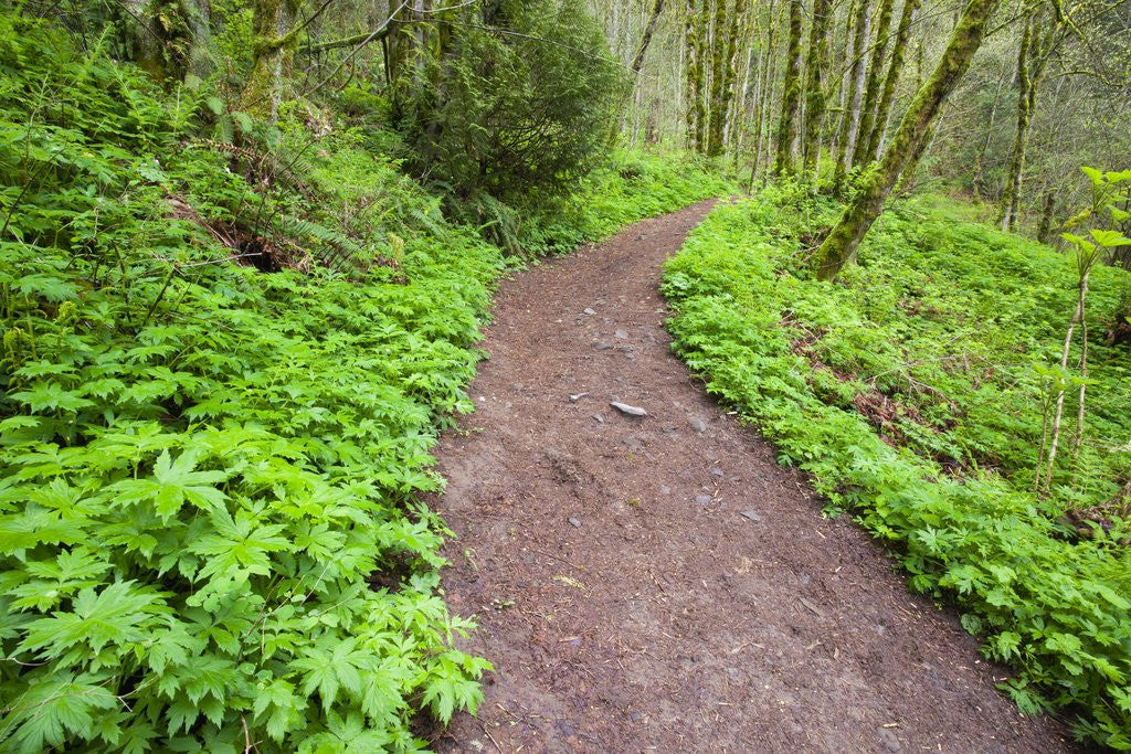 Detail of Spring along trail, Columbia River Gorge National Scenic Area, Oregon by Corbis