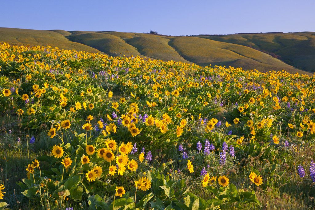 Detail of Wildflowers along hillside, Columbia River Gorge National Scenic Area, Oregon by Anonymous