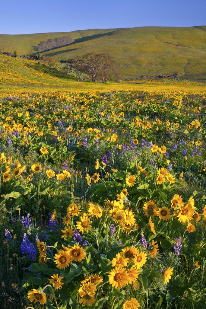 Detail of Wildflowers along hillside, Columbia River Gorge National Scenic Area, Oregon by Anonymous