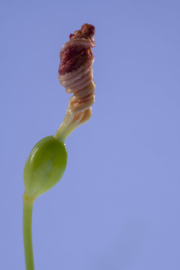 Detail of Iris flower by Anonymous