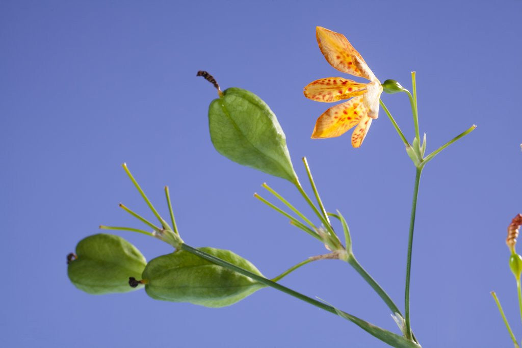 Detail of Back lit iris flower by Anonymous