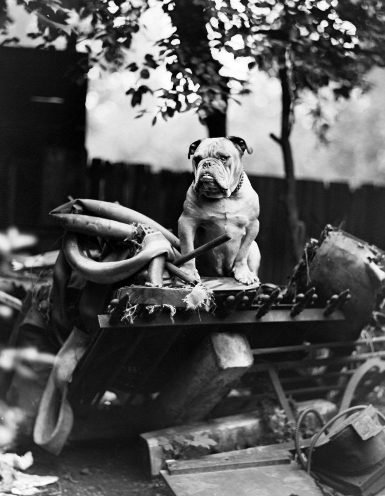 Detail of An English Bulldog perches on a junk pile, ca. 1930. by Anonymous